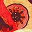 Щит. Фрагмент иконы Чудо Георгия о змие. Новгород, кон. XV — нач. XVI в.