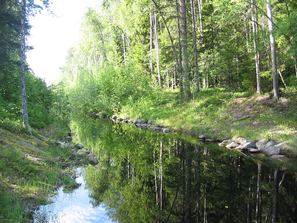 Канал между озерами. Протока в лесу. Канал (протока). Лесная протока в лесу.